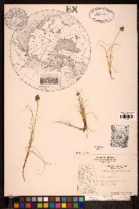 Carex maritima image