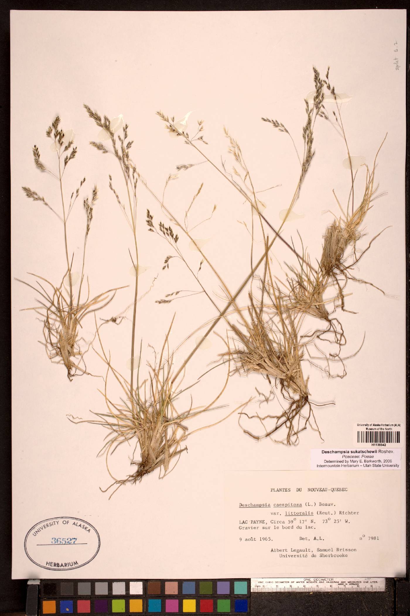 Deschampsia sukatschewii image