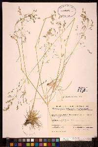 Deschampsia sukatschewii image