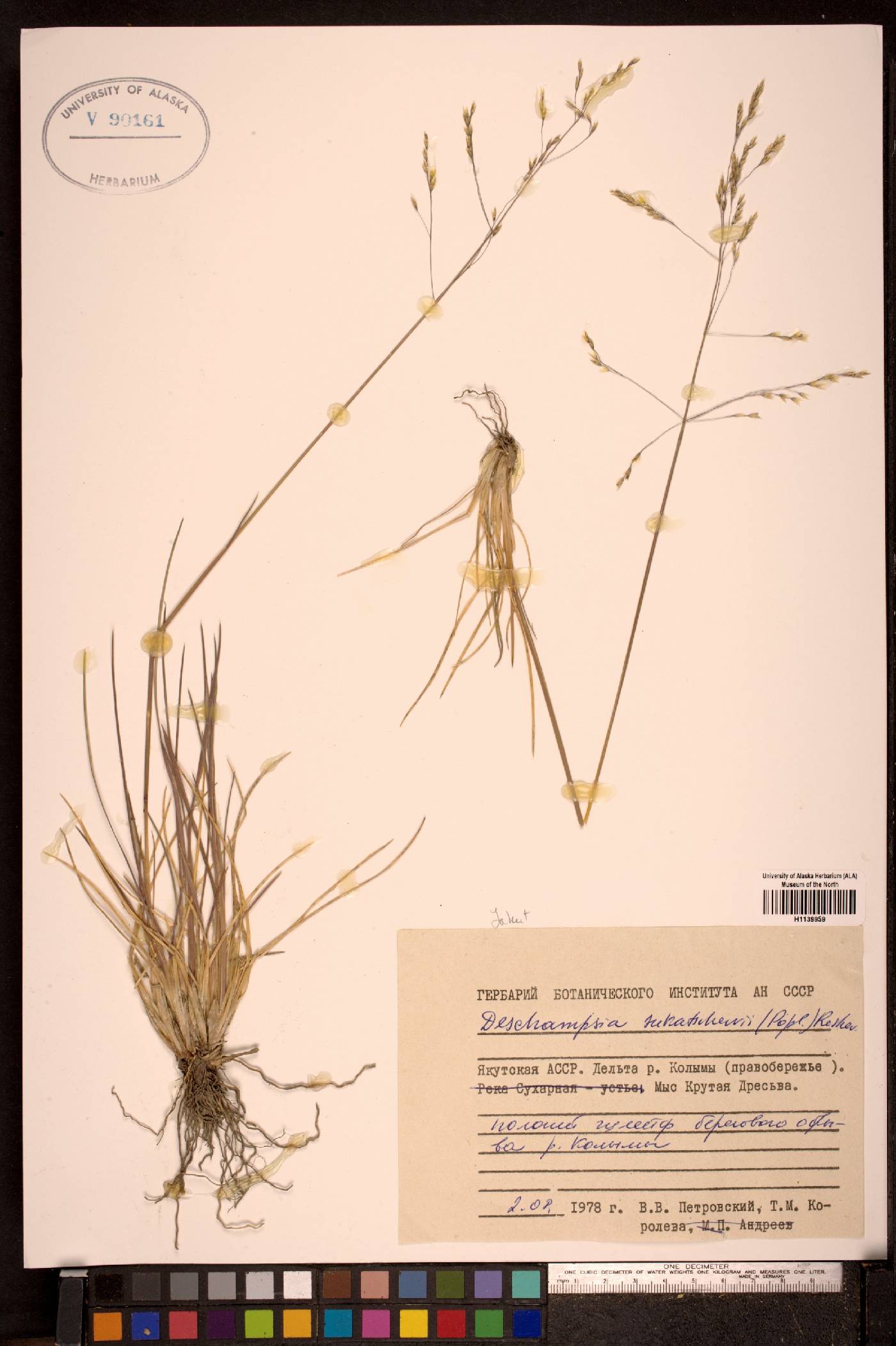 Deschampsia sukatschewii image