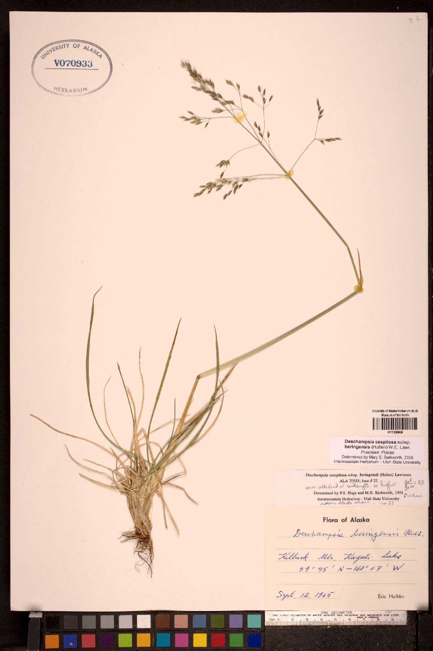 Deschampsia cespitosa subsp. beringensis image