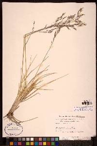 Deschampsia alpina image