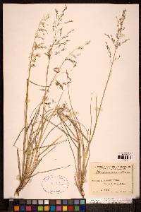 Deschampsia alpina image