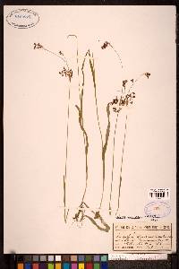 Luzula parviflora image