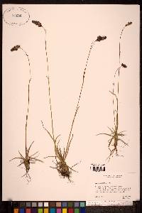 Luzula spicata image