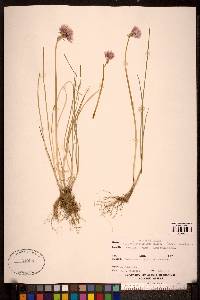 Allium attenuifolium image