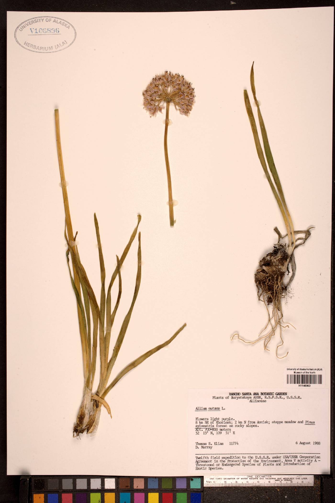 Allium nutans image