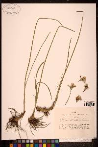 Allium ramosum image