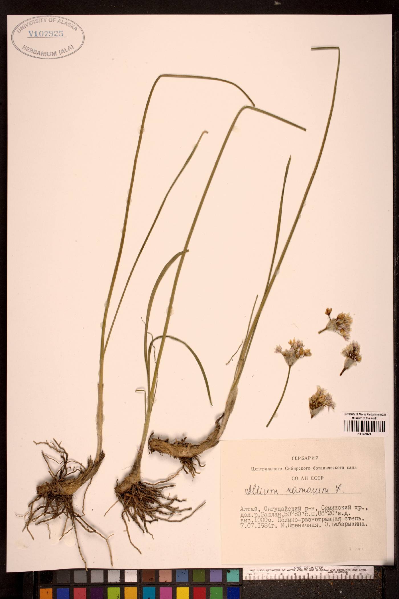 Allium ramosum image