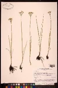 Allium ramosum image