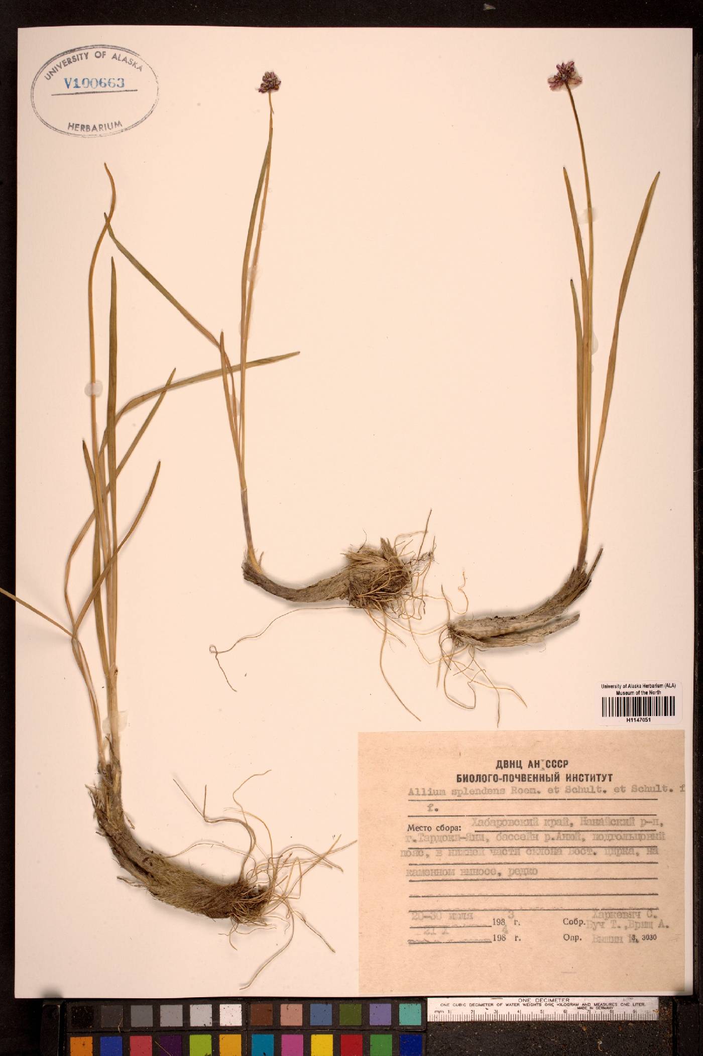 Allium splendens image
