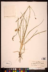 Anthericum liliago image