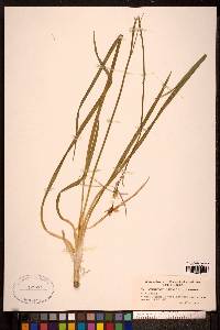 Anthericum liliago image