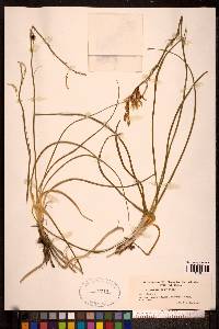 Anthericum liliago image