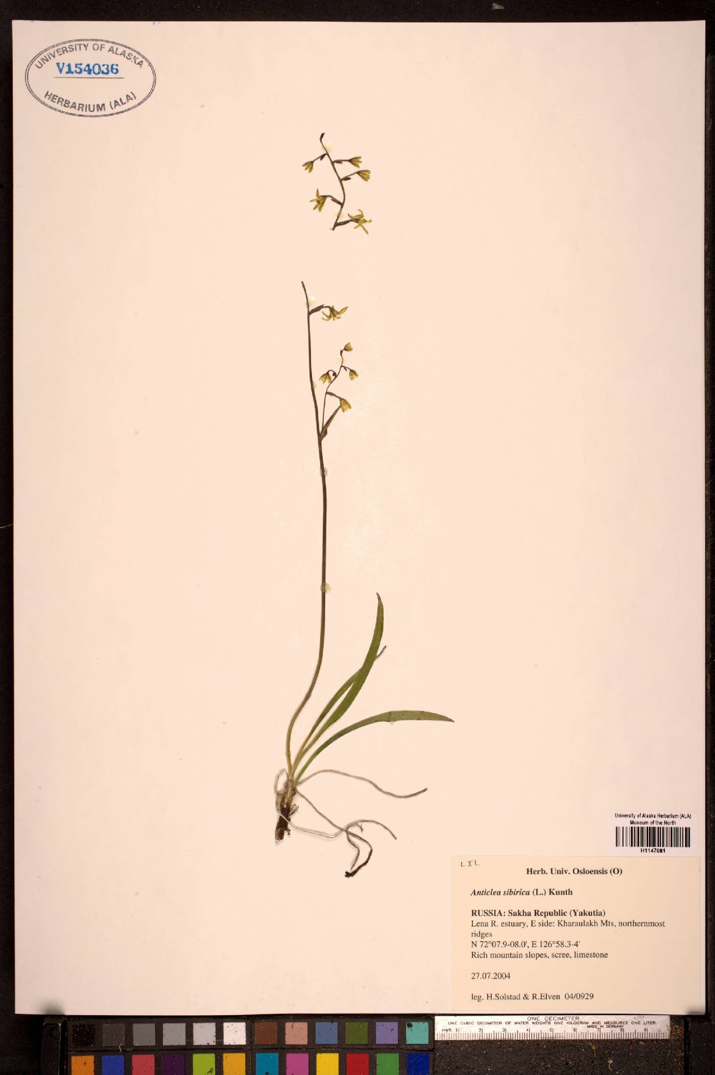 Anticlea sibirica image