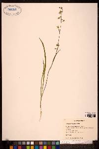 Anticlea sibirica image