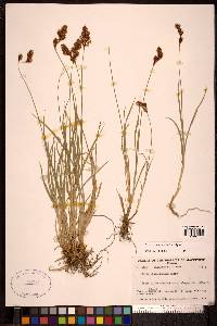 Carex phaeocephala image