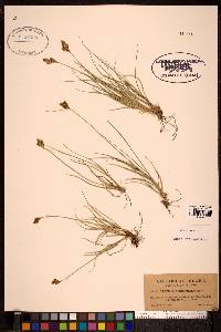 Carex phaeocephala image