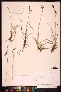 Carex rariflora image