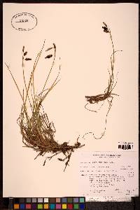 Carex pluriflora image