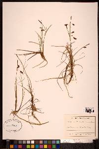 Carex rariflora image