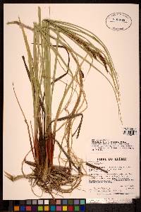 Carex recta image