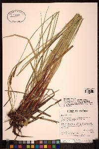 Carex recta image