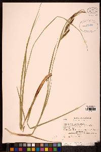 Carex recta image