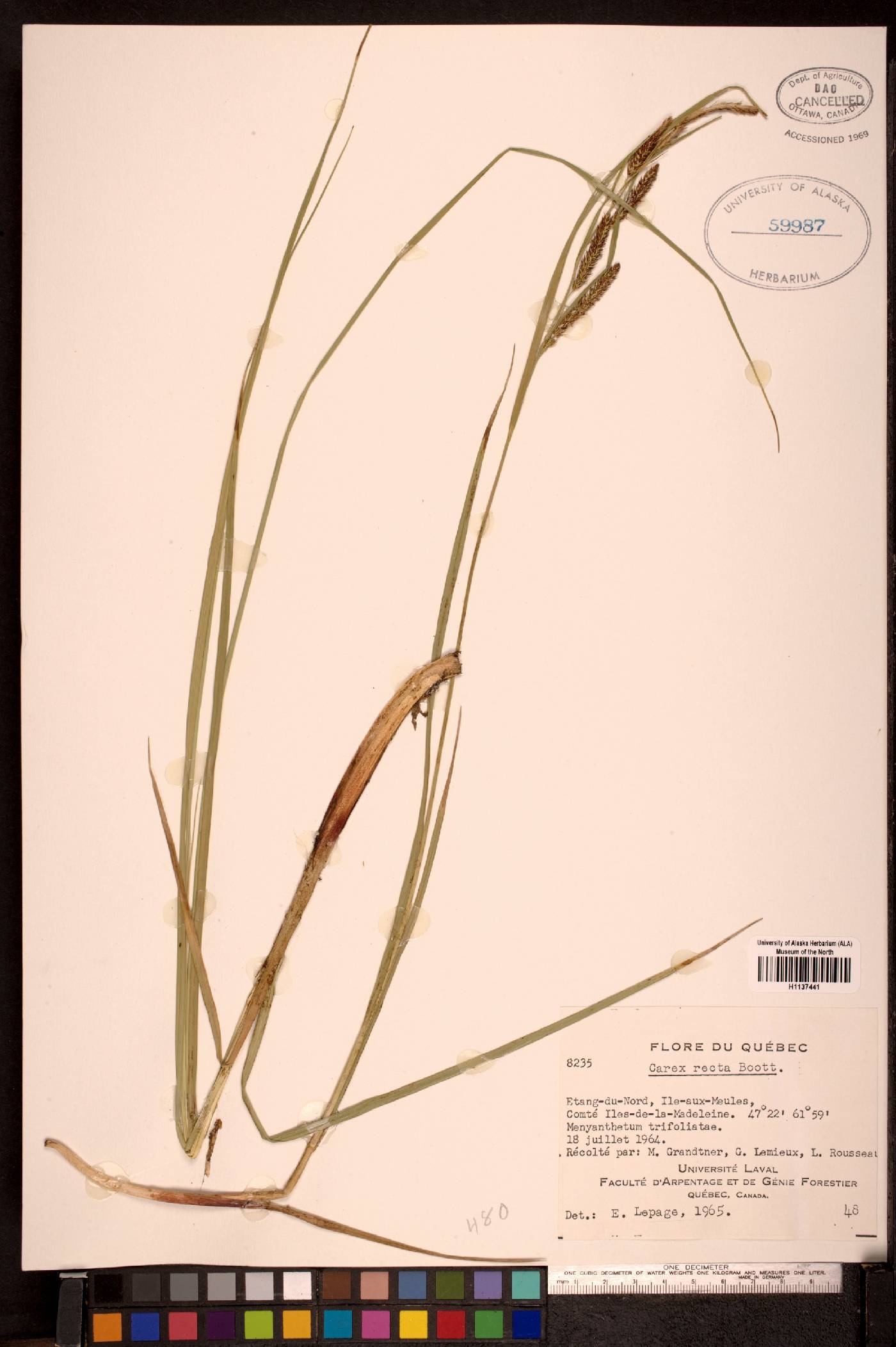 Carex recta image