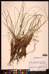 Carex lugens image