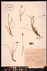 Carex lugens image