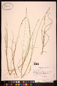 Carex lapponica image