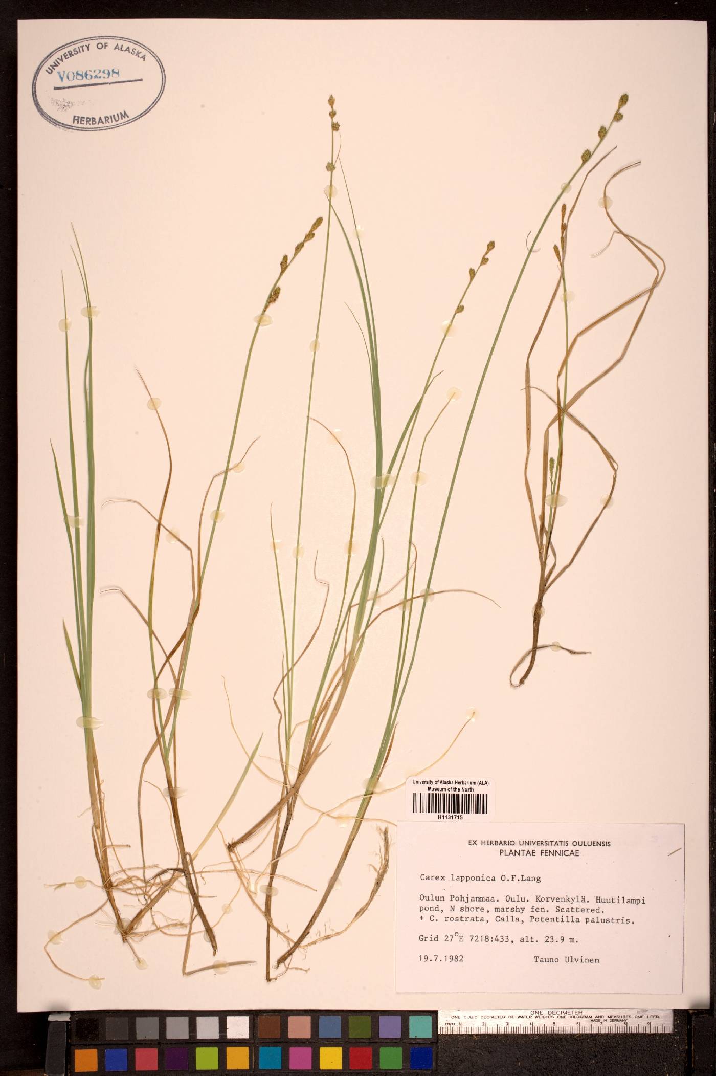 Carex lapponica image