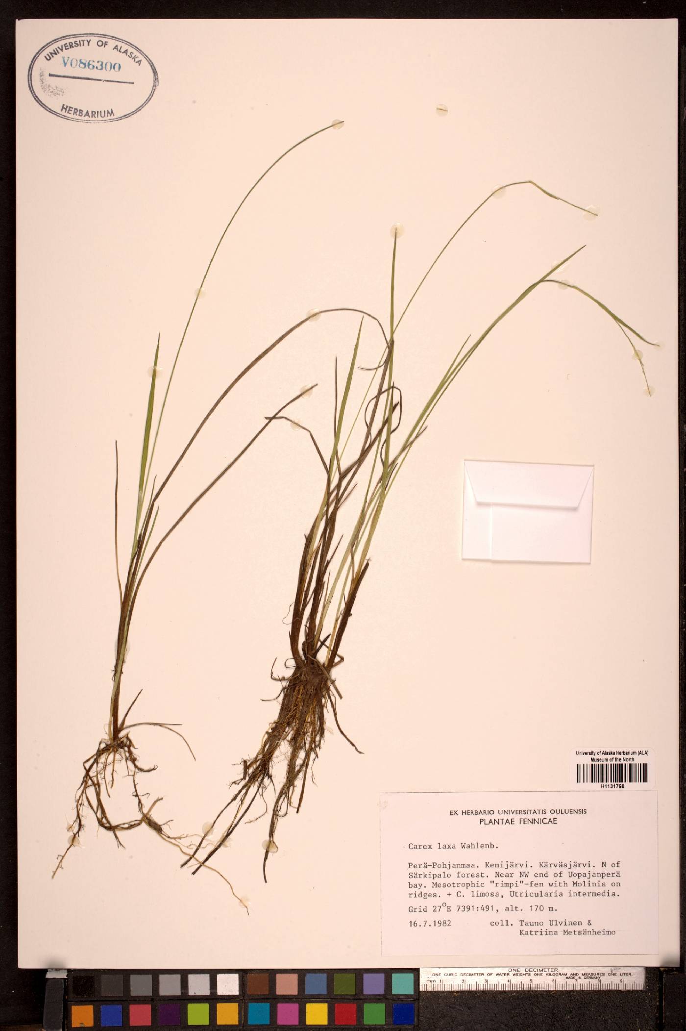 Carex laxa image