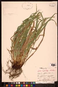 Carex laxiculmis image