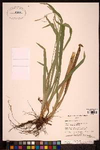 Carex laxiculmis image