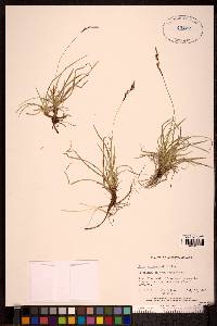 Carex richardsonii image