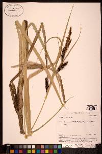 Carex riparia image