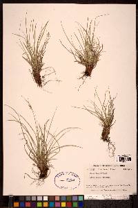 Carex rossii image