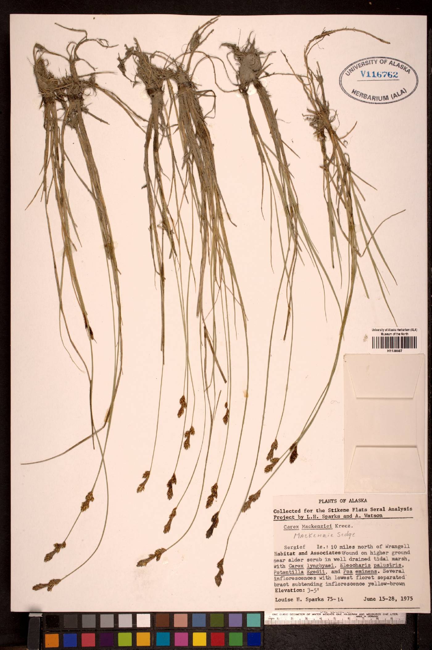 Carex mackenziei image