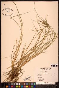 Carex lemmonii image