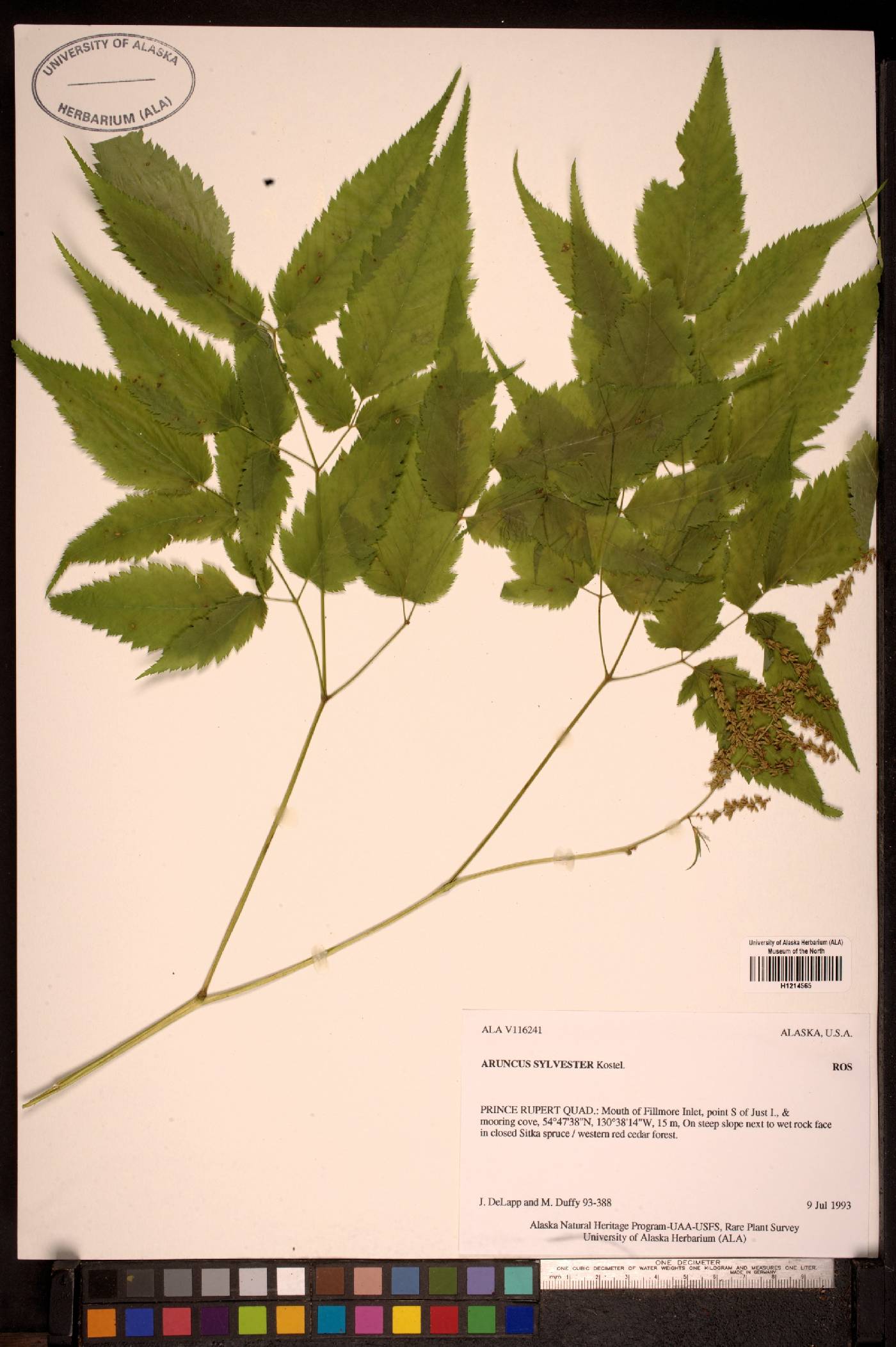 Aruncus sylvester image
