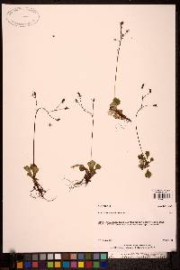 Saxifraga lyallii image