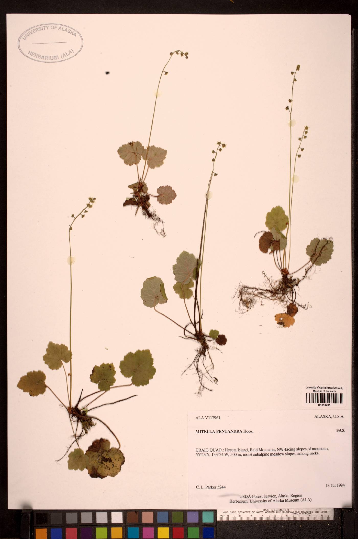 Mitella pentandra image