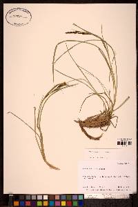 Carex ramenskii image