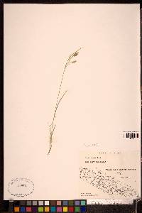 Carex garberi image