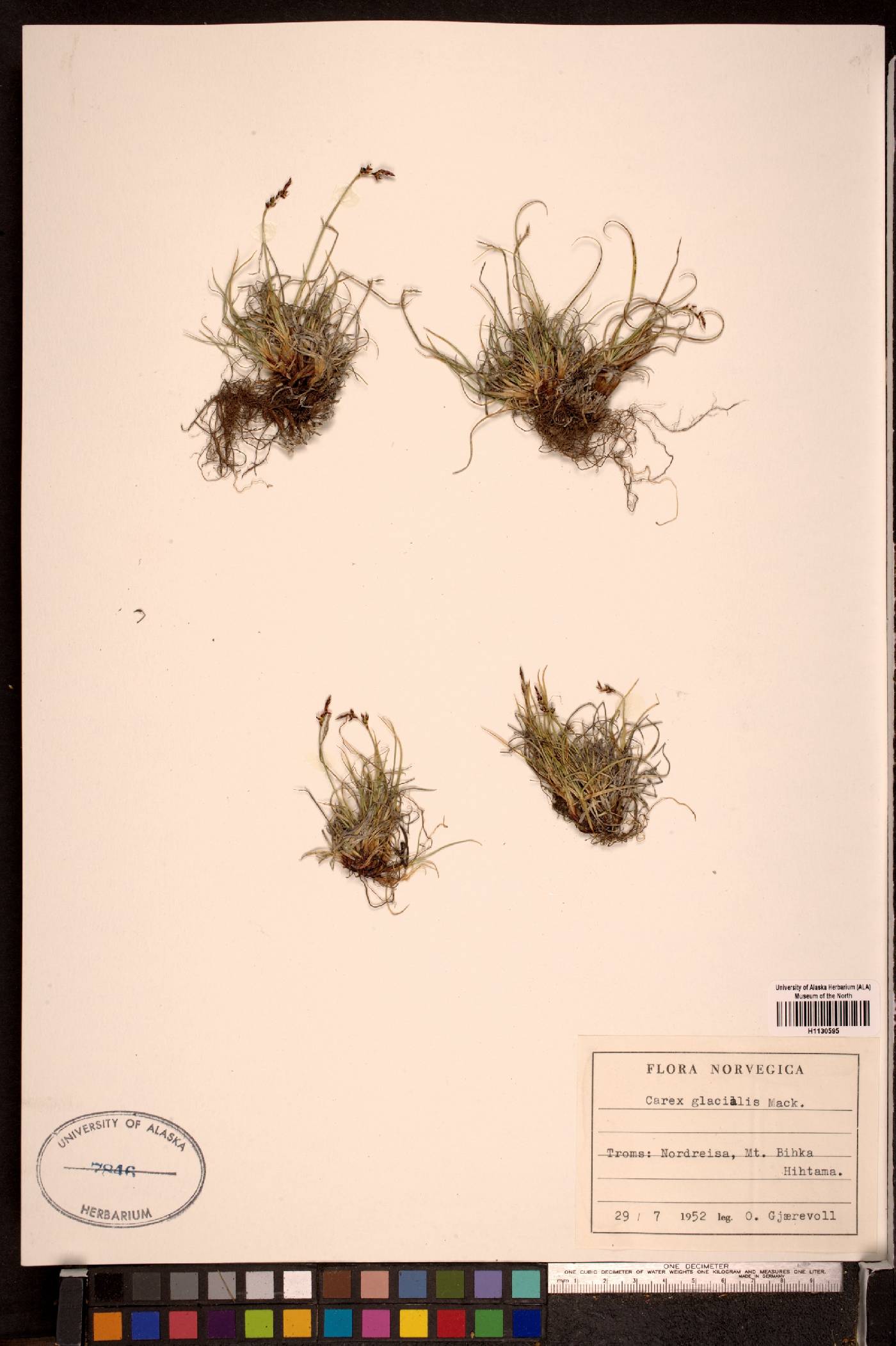 Carex glacialis image