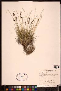 Carex glacialis image