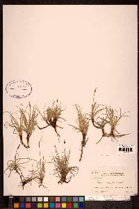 Carex rupestris image