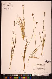 Carex macloviana image